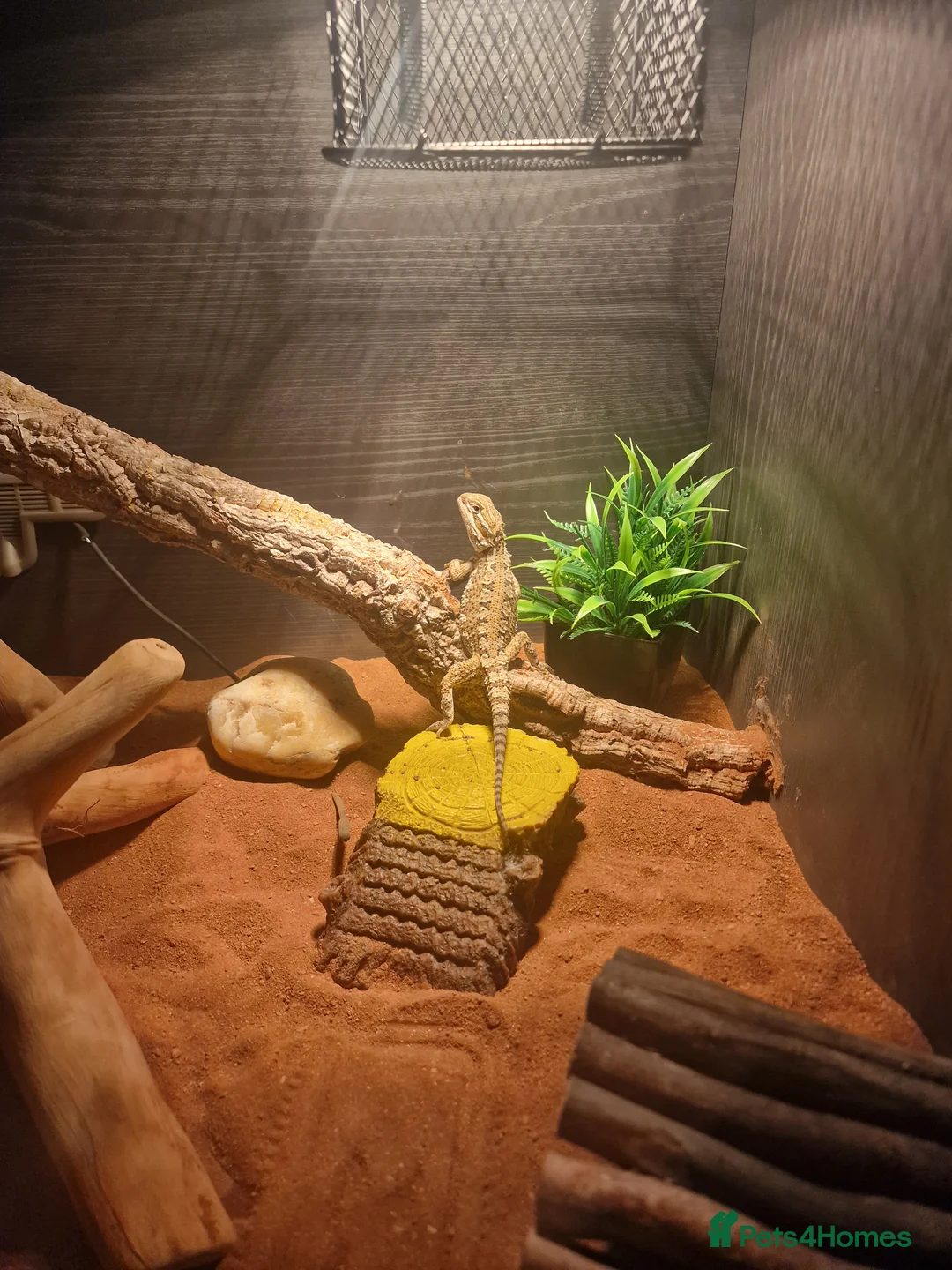 Bearded Dragon reptiles for sale: 3month old ranking dragon and set up - Advert 4