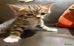 Mixed Breed cats for sale: 3 gorgeous boys mix breed - Image 17