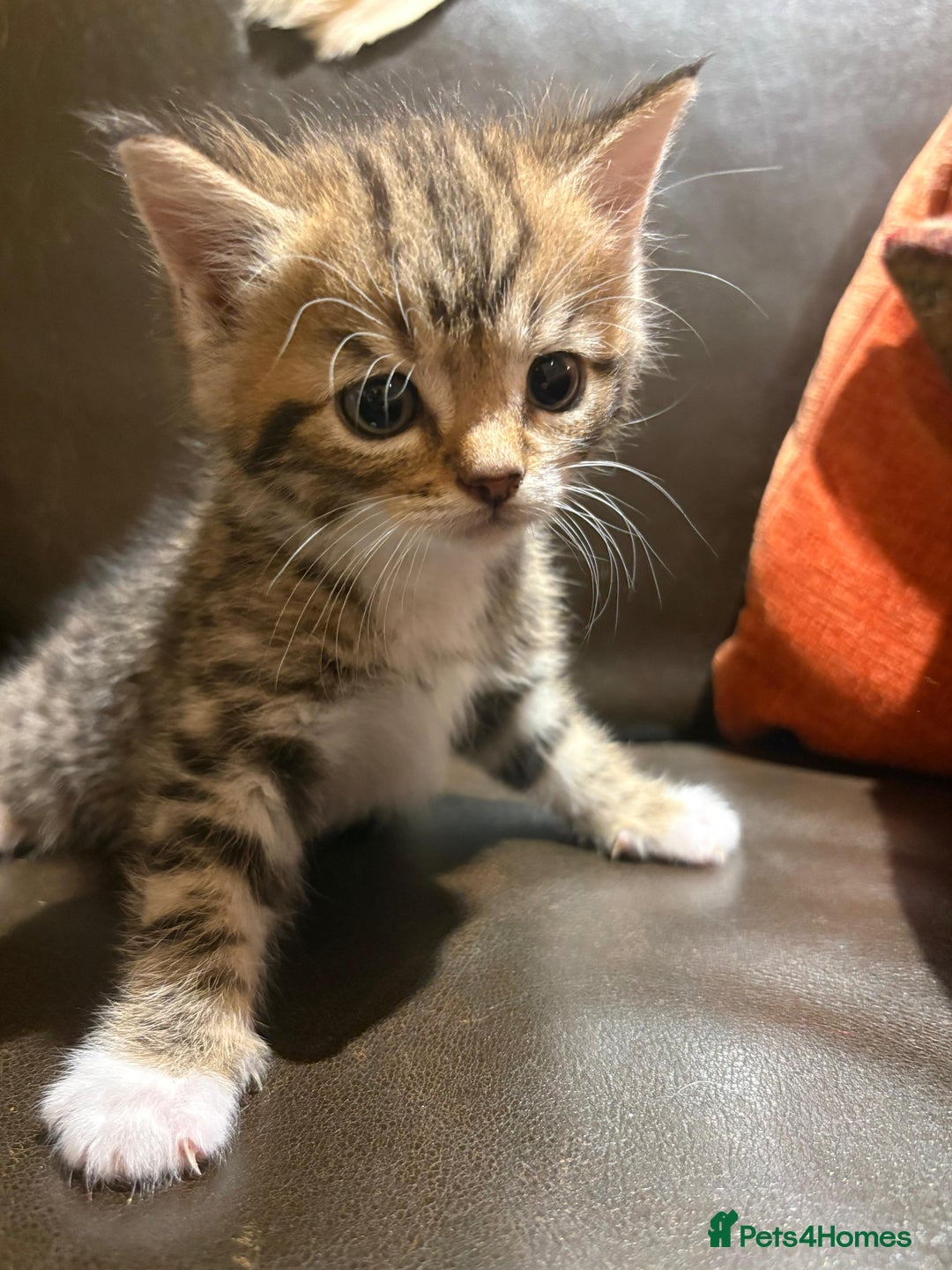 Mixed Breed cats for sale: 3 gorgeous boys mix breed - Image 17