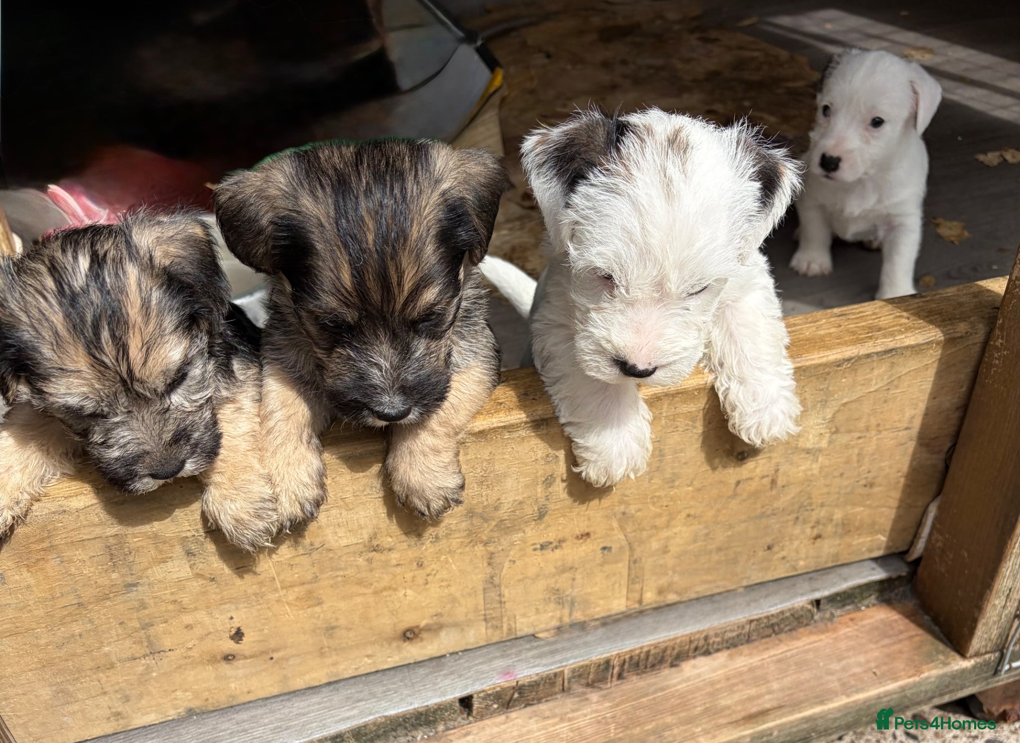 Sealyham Terrier dogs 4 Sealyham terrier puppy’s  - Advert 2