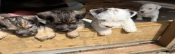 Sealyham Terrier dogs for sale: 4 Sealyham terrier puppy’s  - Advert 2