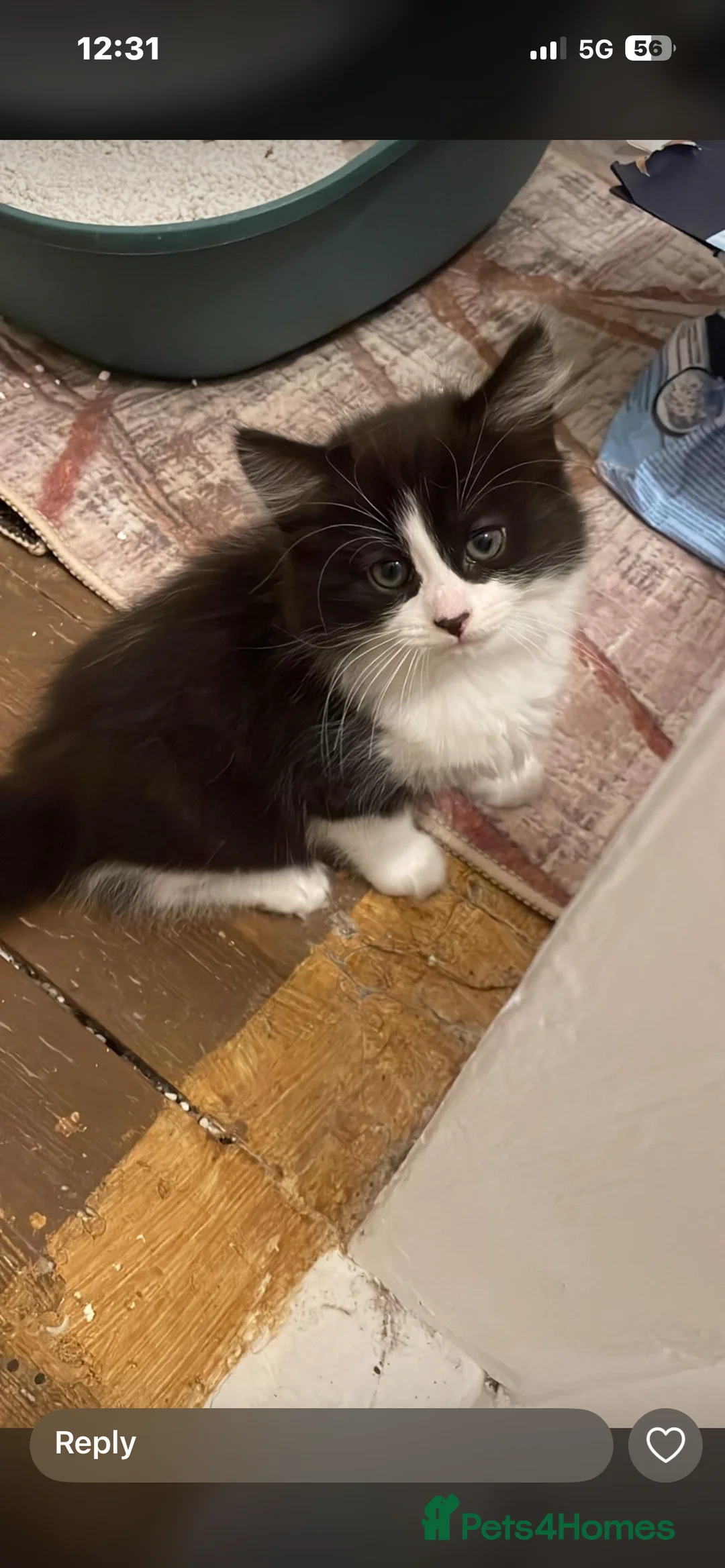 Mixed Breed cats for sale: Male and female must be rehome together. - Advert 5