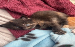 Maine Coon cats for sale: Maine Coon Kittens  - Image 5