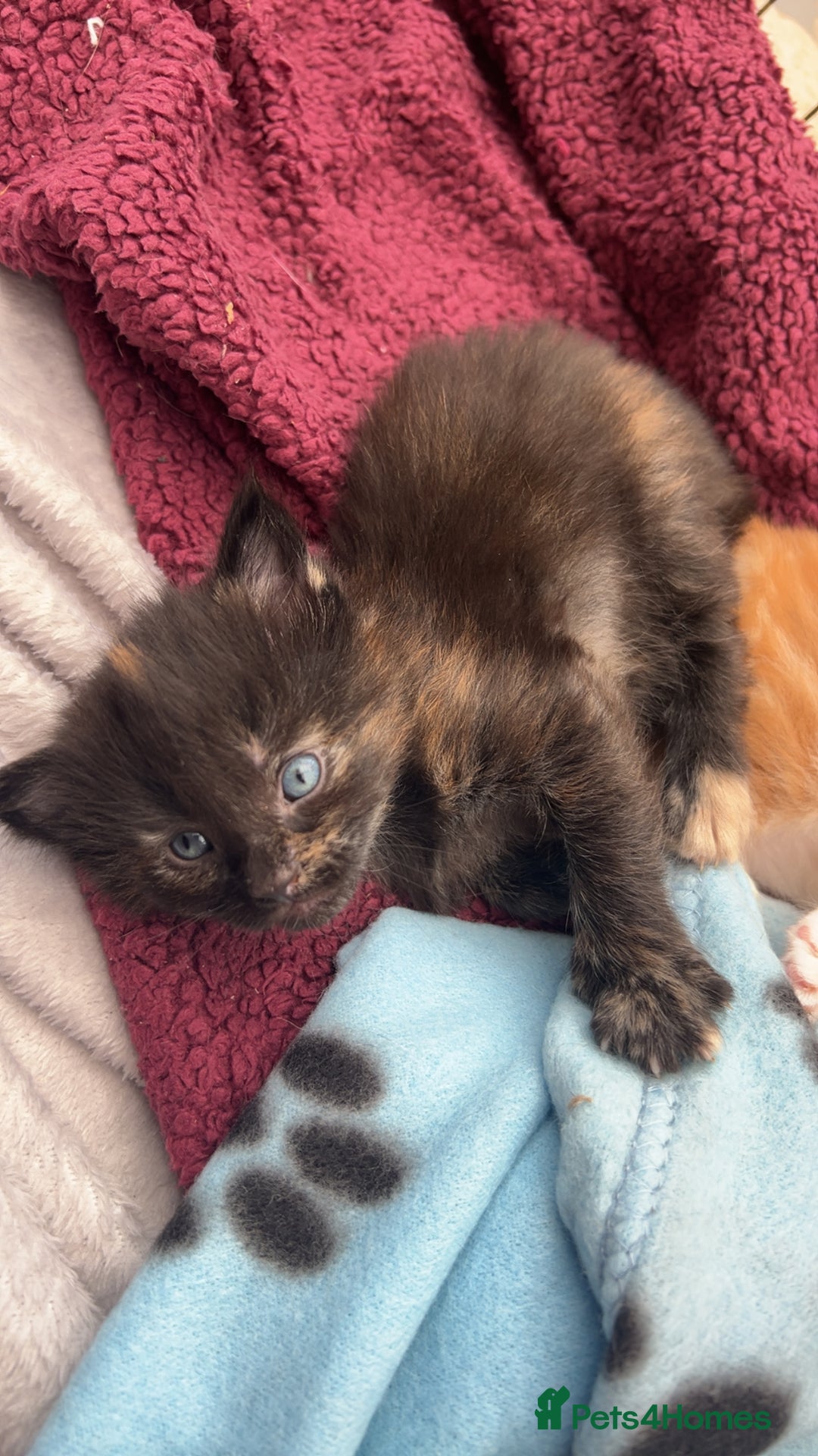 Maine Coon cats for sale: Maine Coon Kittens  - Image 5