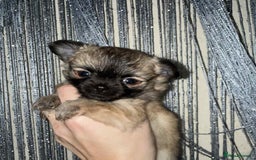 Chihuahua dogs for sale: Tiny Long-Haired Chihuahua Puppies - Image 21