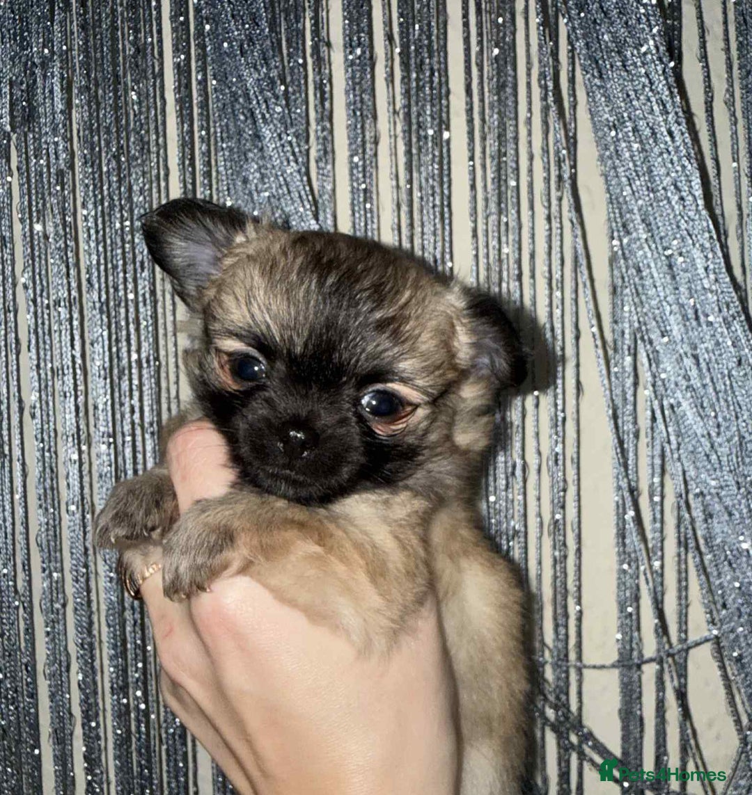 Chihuahua dogs for sale: Tiny Long-Haired Chihuahua Puppies - Image 21