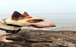 Bull Terrier dogs for stud: English Bull Terrier STUD dog - Image 15