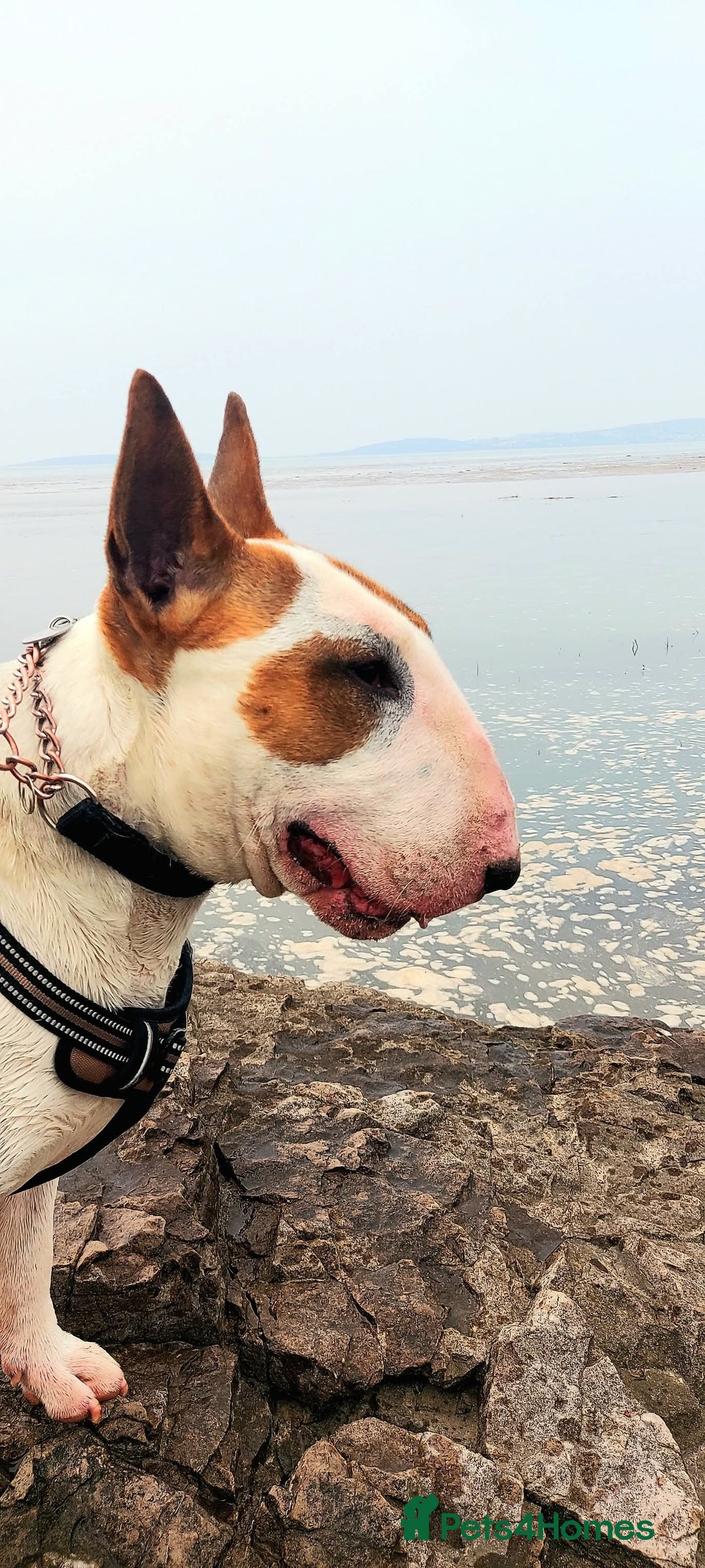 Bull Terrier dogs for stud: English Bull Terrier STUD dog - Image 15