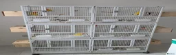 Lovebirds birds for sale: Lovebird Breeding Setup - Chicks, Eggs & Cages - Advert 8