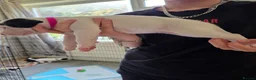 Staffordshire Bull Terrier dogs for sale: Staff puppies in Bristol - Advert 9