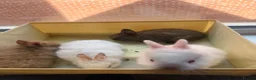 Mixed Breed rabbits for sale: ✨🐇Cute Mixed Breed Baby Bunnies Available😍🐇 - Advert 3