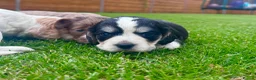 Cockapoo dogs for sale: Beautiful Cockapoo Babies 🐾🐾🐾 - Advert 14
