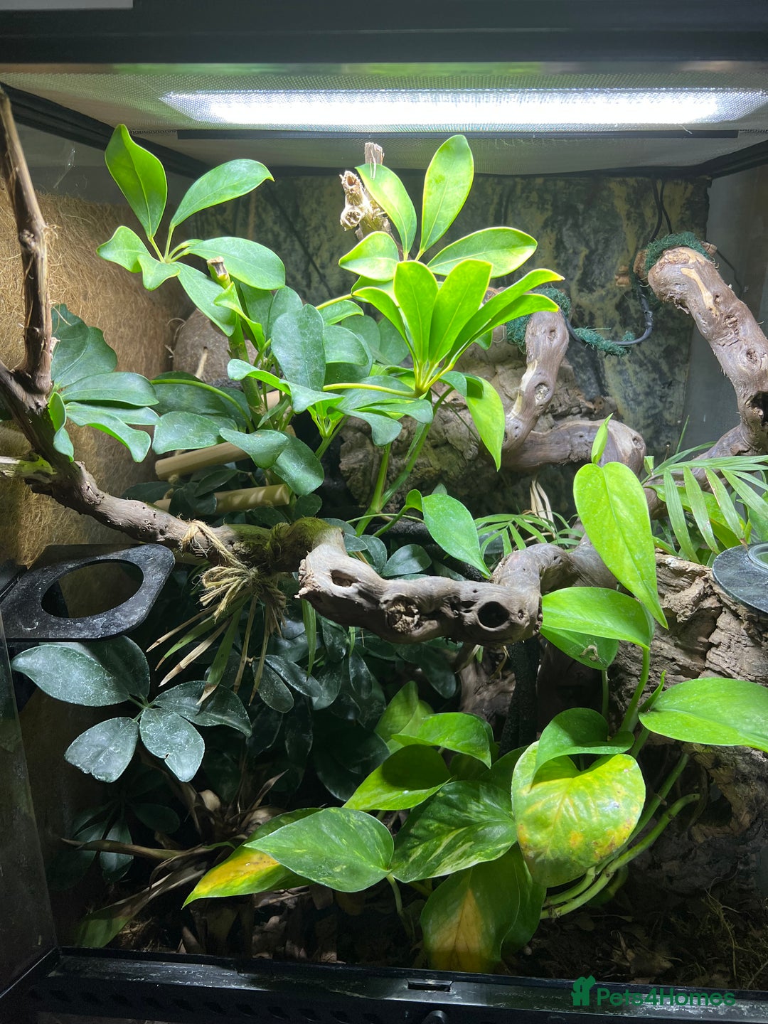 Gecko reptiles for sale: Crested Gecko 'Frankie' looking for 5* home - Image 7