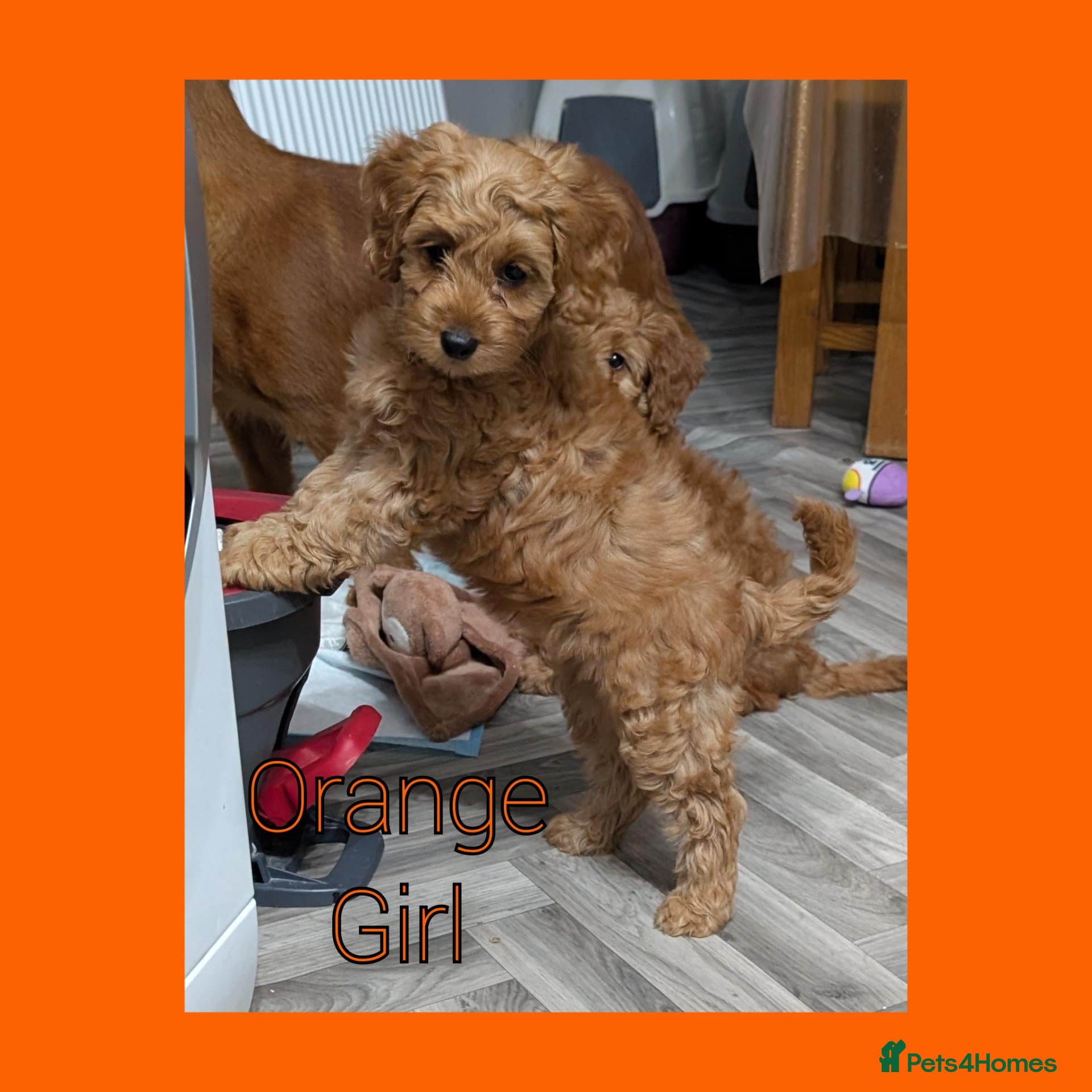 Cockapoo dogs for sale: READY NOW 2 x Red Cockapoo Girls For Sale - Advert 2