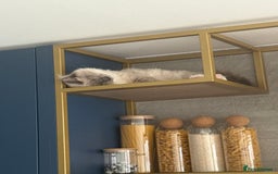 Ragdoll cats for sale: Beautiful Blue point mitted Ragdoll  - Advert 4