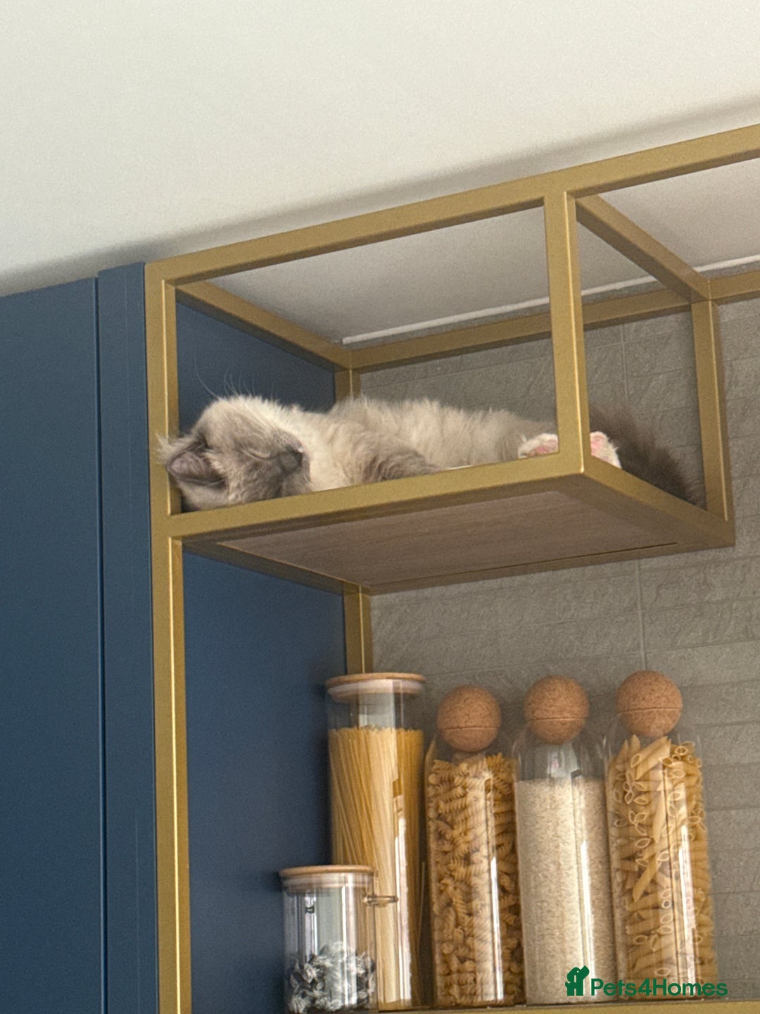 Ragdoll cats for sale: Beautiful Blue point mitted Ragdoll  - Advert 4