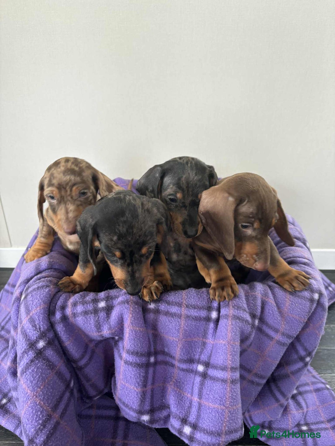 Dachshund dogs for sale: Dachshund puppy’s  - Image 8