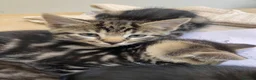 Bengal cats for sale: Bengal x kittens - Advert 12