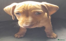 Miniature Dachshund dogs for sale: Miniature dachshund ( sausage dog) puppies - Image 5