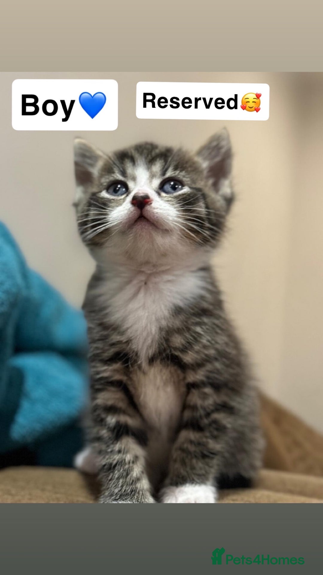 Mixed Breed cats for sale: Kittens for sale  - Advert 9