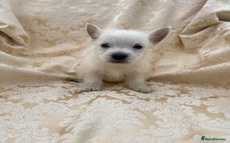 West Highland Terrier dogs for sale: West highland terriers - Image 10