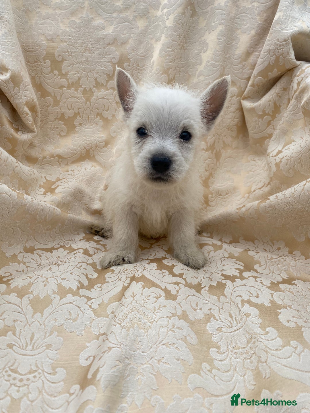 West Highland Terrier dogs for sale: West highland terriers - Image 10