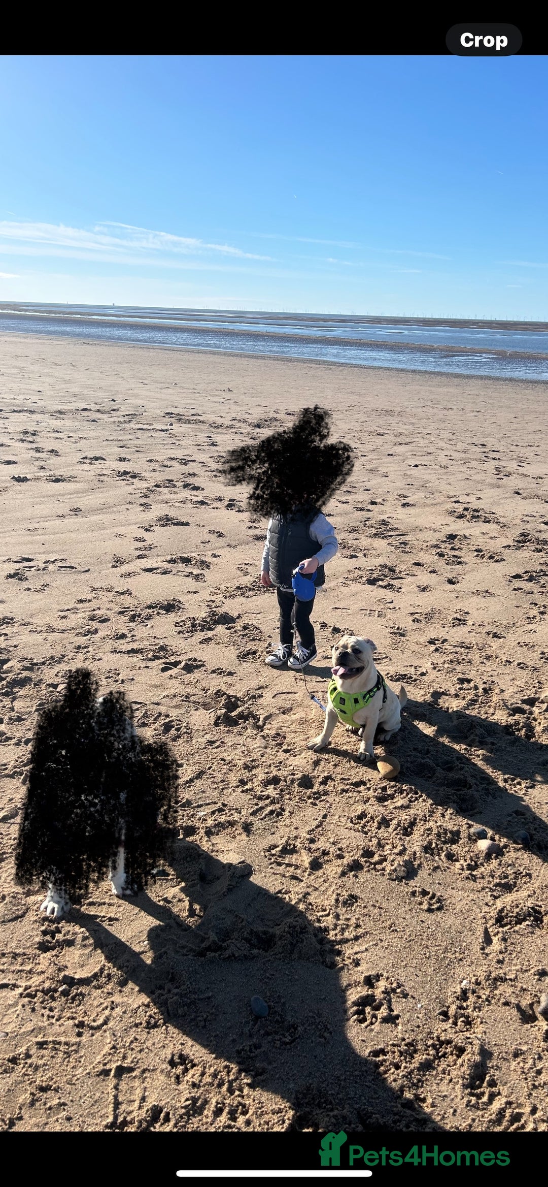 Frug dogs for sale: Male frug puppy - Advert 6