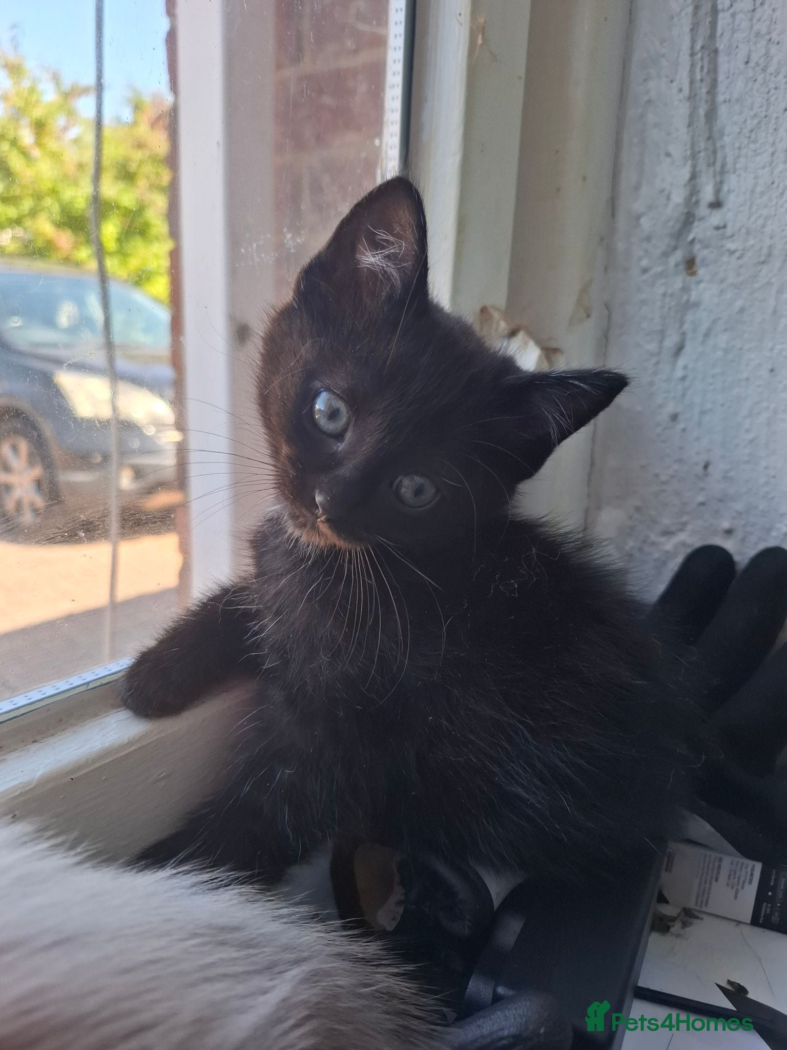 Mixed Breed cats Pure black half ragdoll kittens for sale - Advert 1