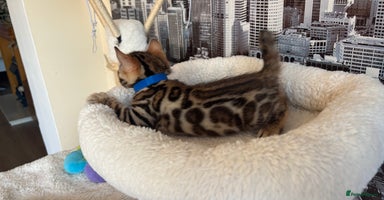 Bengal cats - Advert 10