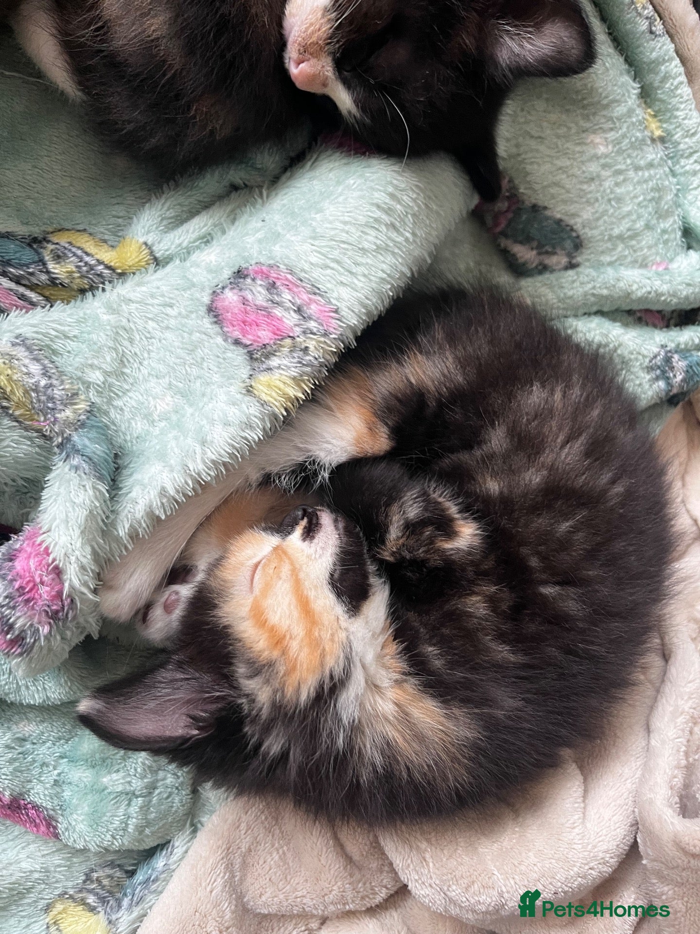 Mixed Breed cats Kittens for sale  - Advert 1