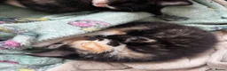 Mixed Breed cats for sale: Kittens for sale  in Havant - Advert 1