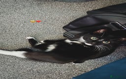 European cats for sale: 1 kitten for sale  - Image 6