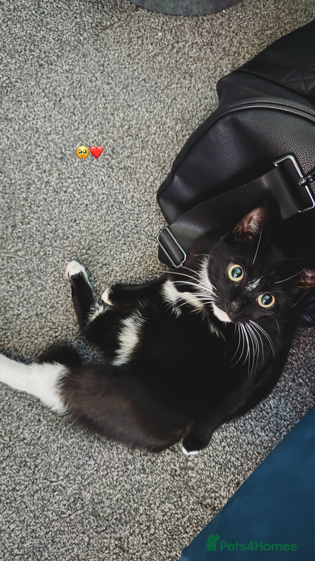 European cats for sale: 1 kitten for sale  - Image 6