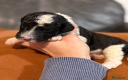 Sheepadoodle dogs for sale: Lovely Litter of F1 Sheepadoodles 5⭐️ license  - Image 8