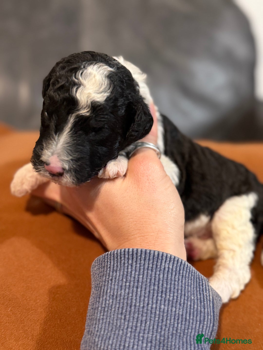 Sheepadoodle dogs for sale: Lovely Litter of F1 Sheepadoodles 5⭐️ license  - Image 8