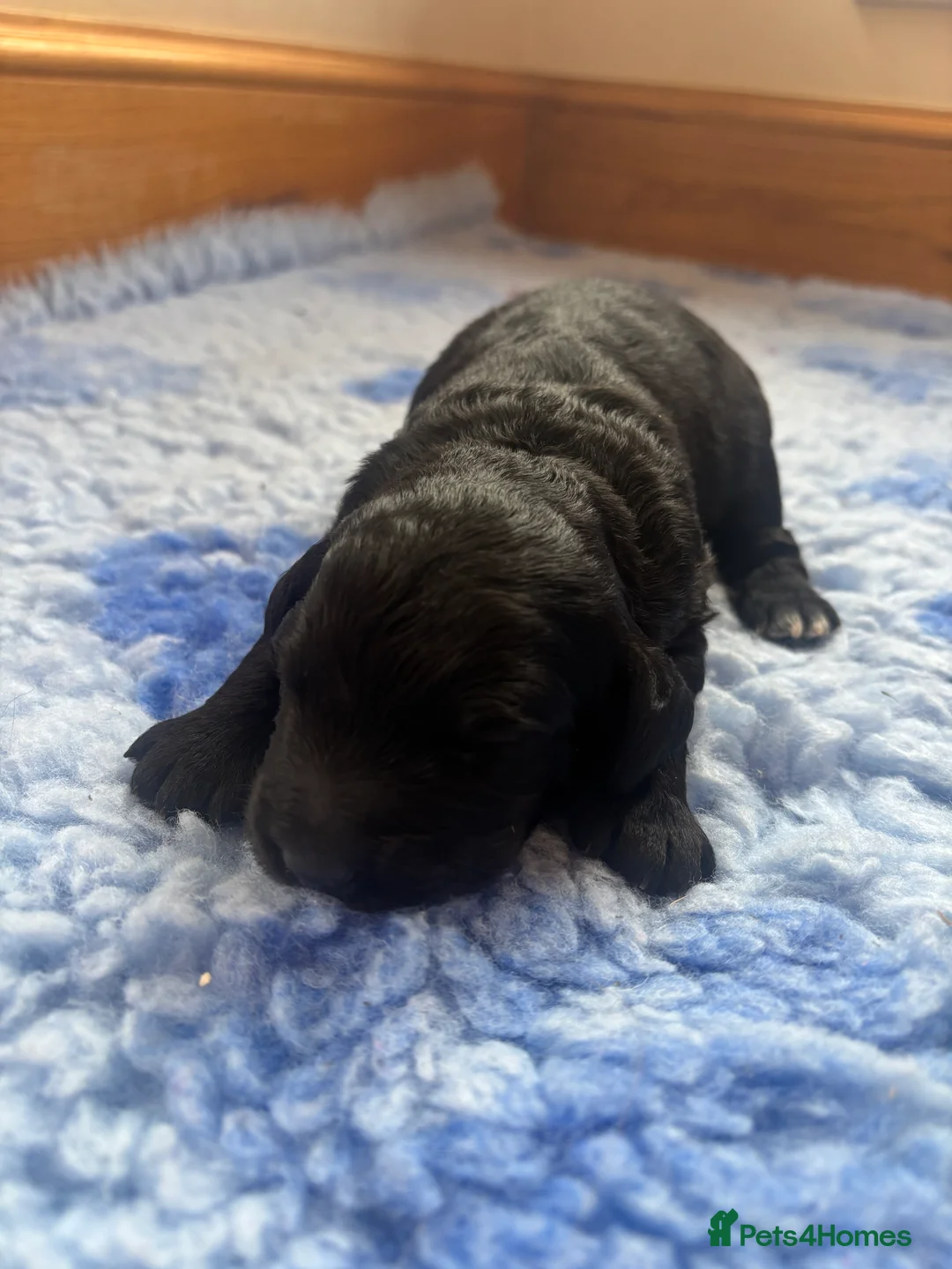 Cockapoo dogs for sale: 🐣Toy Cockapoo Puppies 🌸 - Advert 8