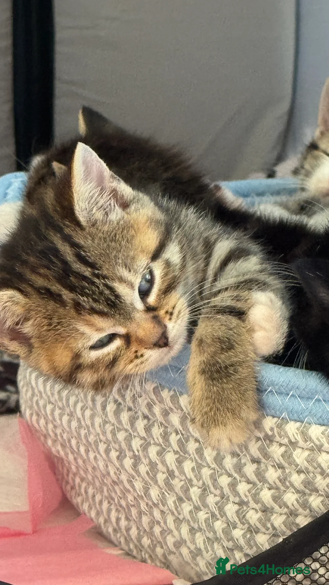 Domestic Shorthair cats for sale: Five Kittens looking for homes! Cute dispositions! - Advert 2