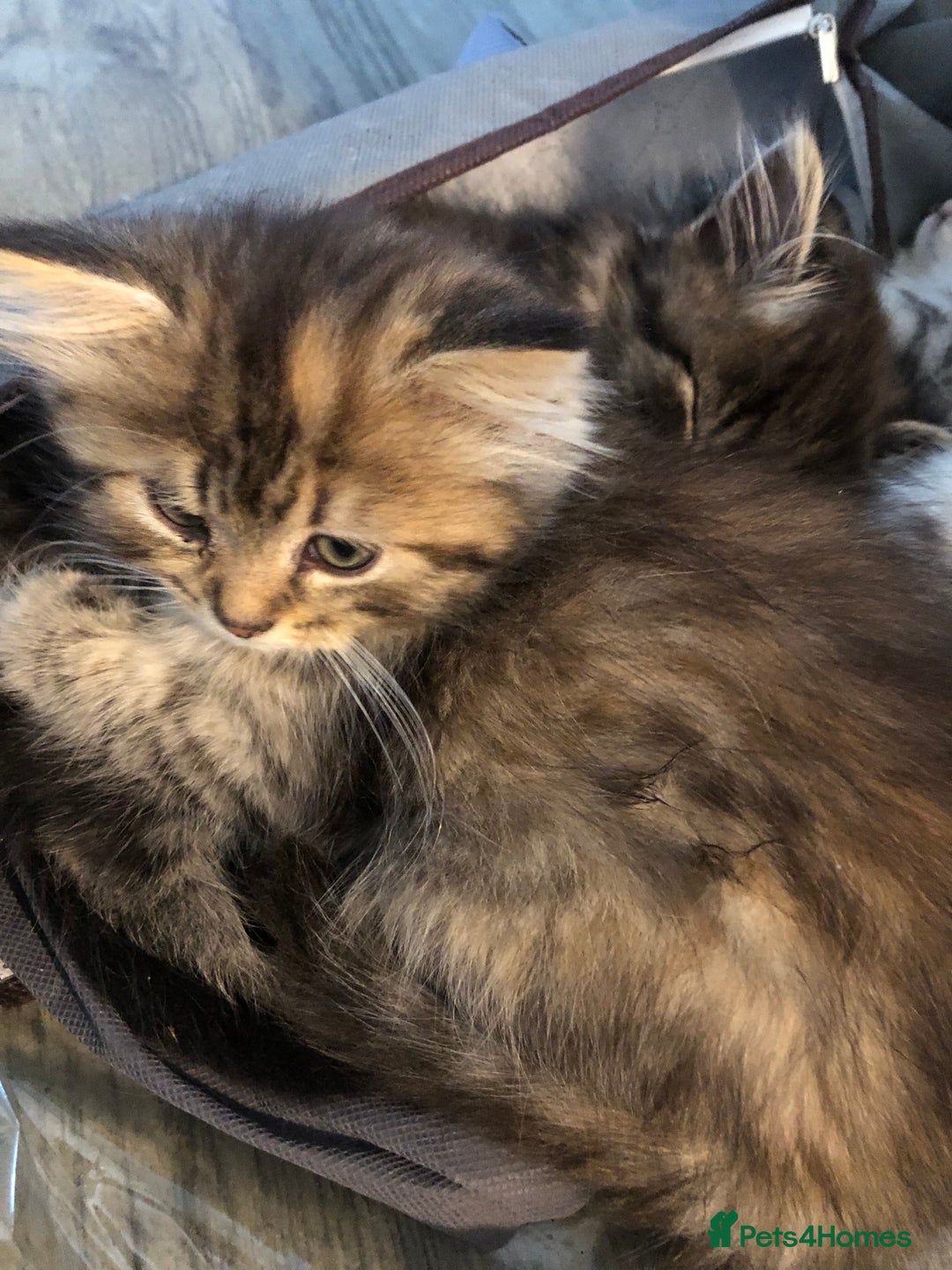 Persian cats for sale: 1/2 persian kitten - Image 2