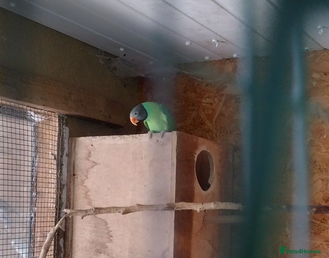 Parakeets birds for sale: Slaty Headed Parakeet in Plymouth - Advert 2