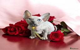 Sphynx cats for sale: Pedigree Sphynx kittens Tica Registered - Image 5