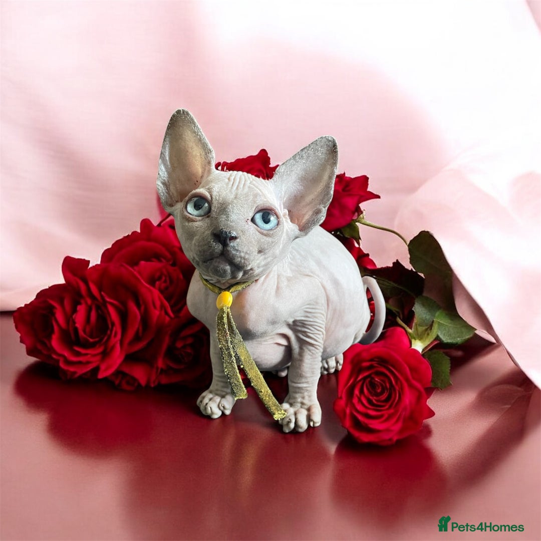 Sphynx cats for sale: Pedigree Sphynx kittens Tica Registered - Image 5