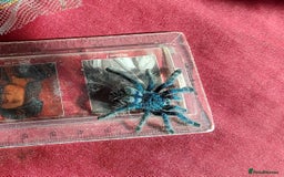 Spiders invertebrates for sale: Caribena Versicolor 4+cm spiderlings - Image 5