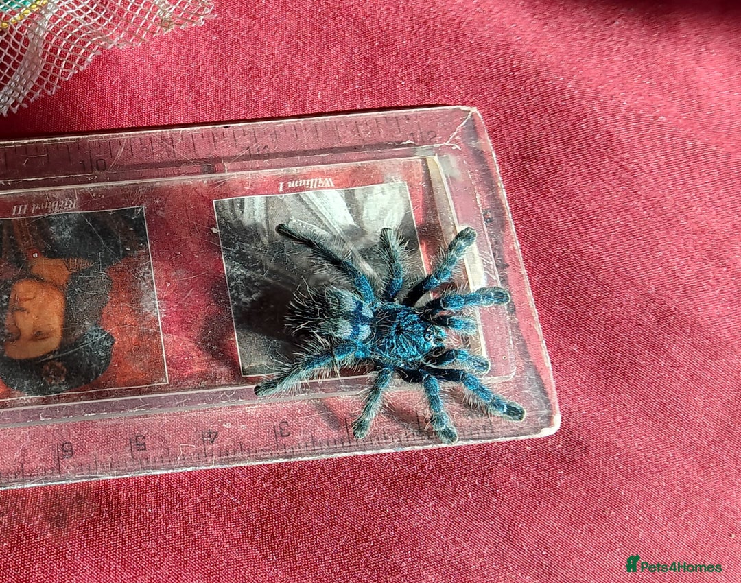 Spiders invertebrates for sale: Caribena Versicolor 4+cm spiderlings - Image 5