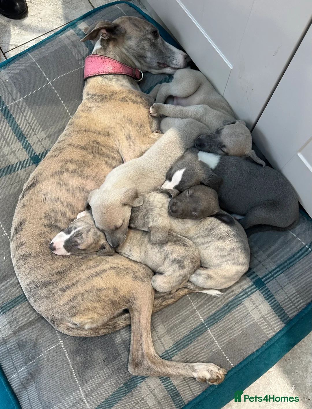 Whippet dogs for sale: Whippet Puppies - Advert 6
