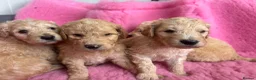 Goldendoodle dogs for sale: Beautiful Goldendoodles - Advert 26