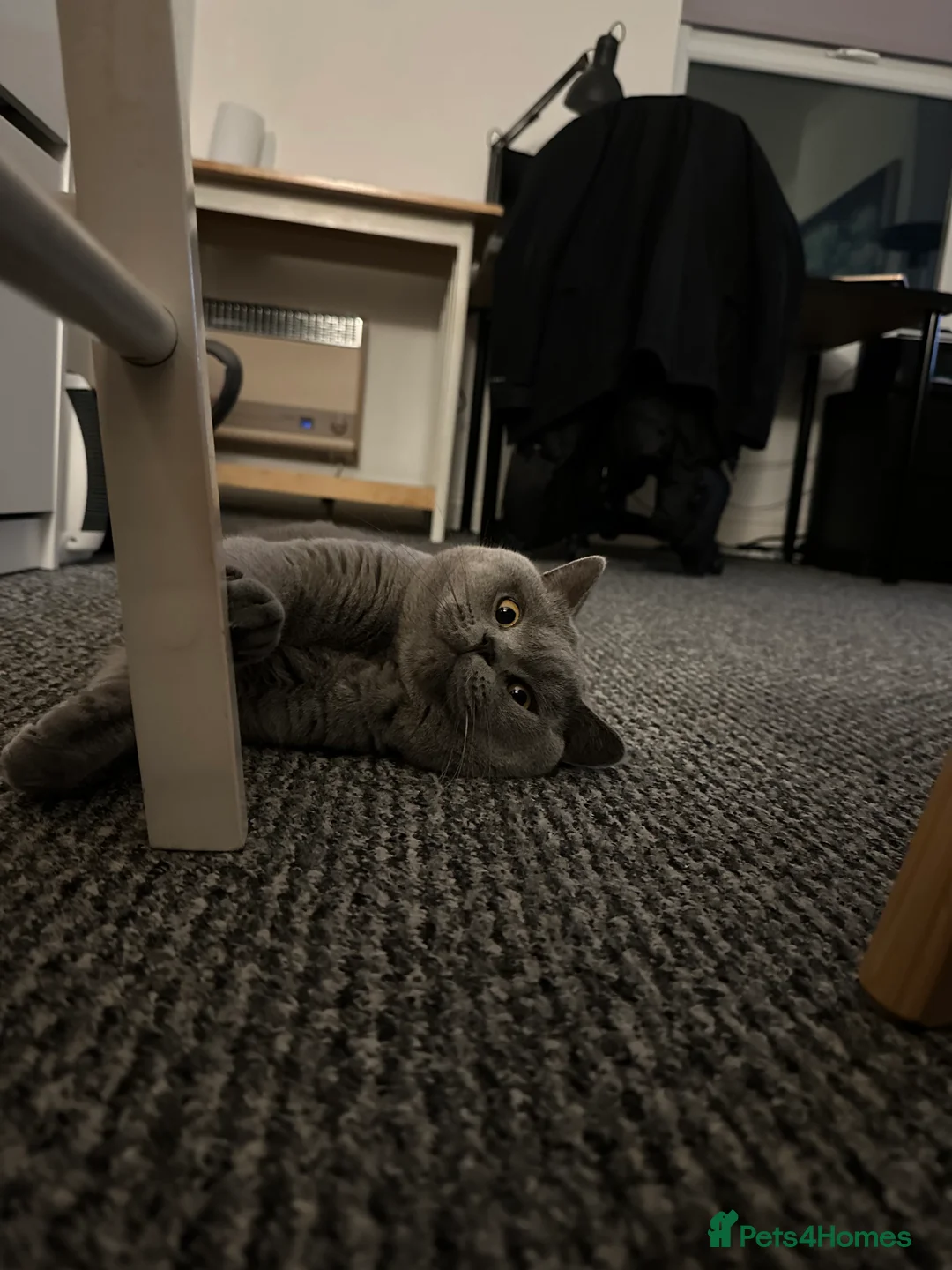 British Shorthair cats for stud: GCCF reg blue British Shorthair for stud - Advert 5