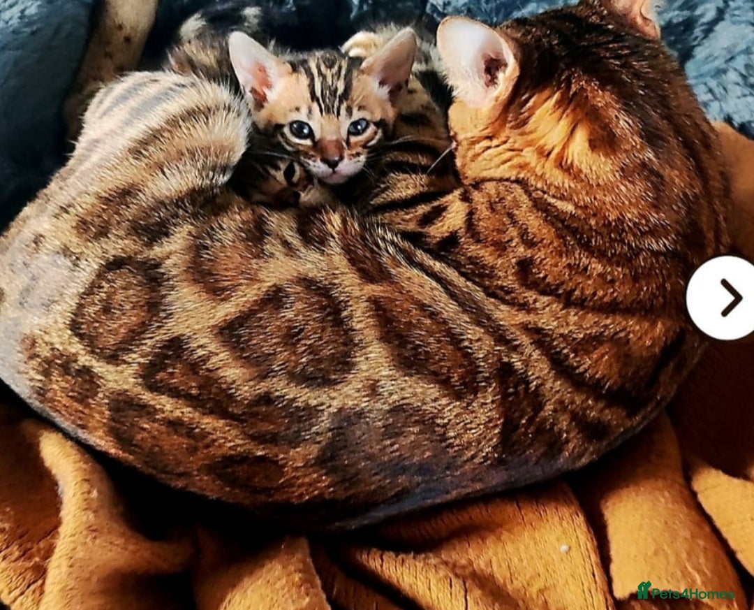 Bengal cats for sale: TICA Bengal kittens - Image 5