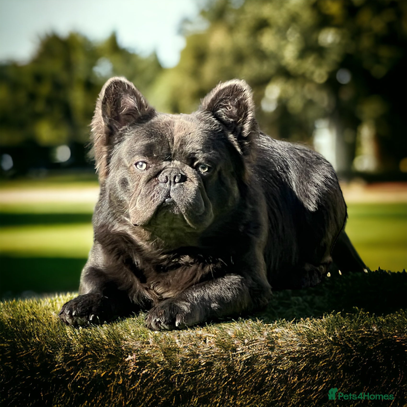 French Bulldog dogs Fluffy Frenchie For Stud - Advert 2