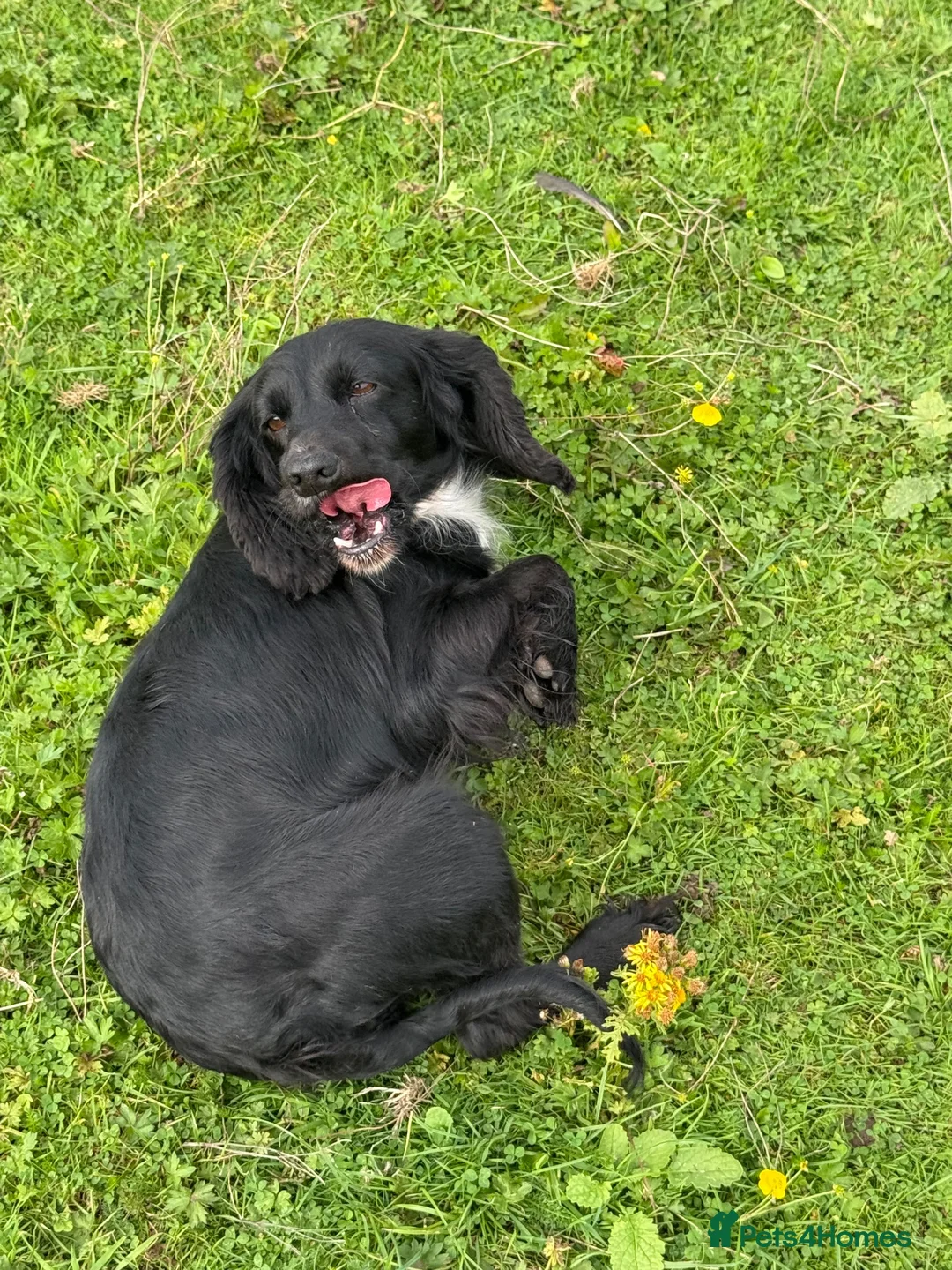 Cocker Spaniel dogs for sale: KC Registered Spayed Adult Female - Advert 2