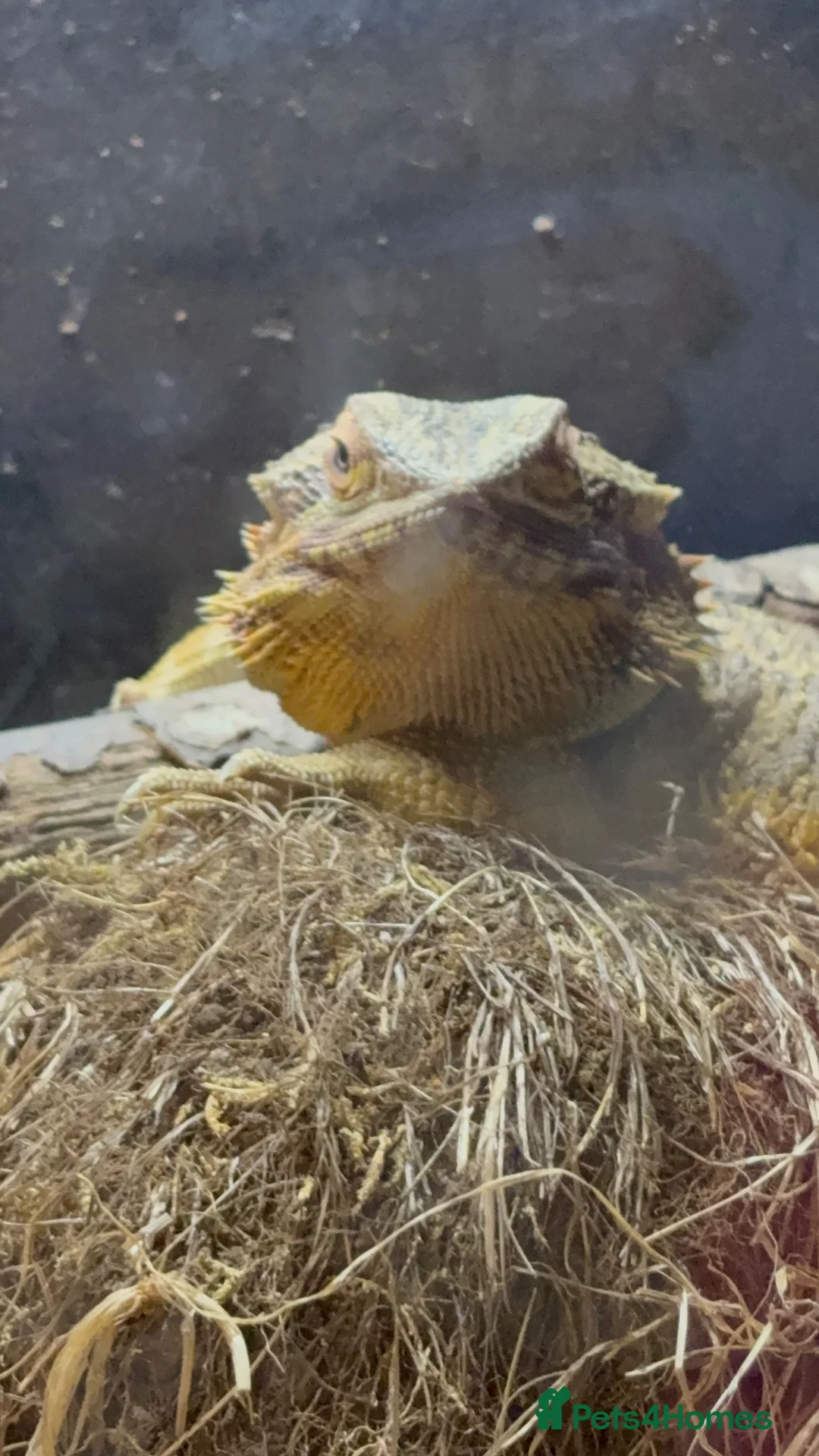 Bearded Dragon reptiles for sale: Bearded dragon male - Advert 1